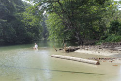 Puerto Viejo Caribische kust Elis op boomstam in riviertje